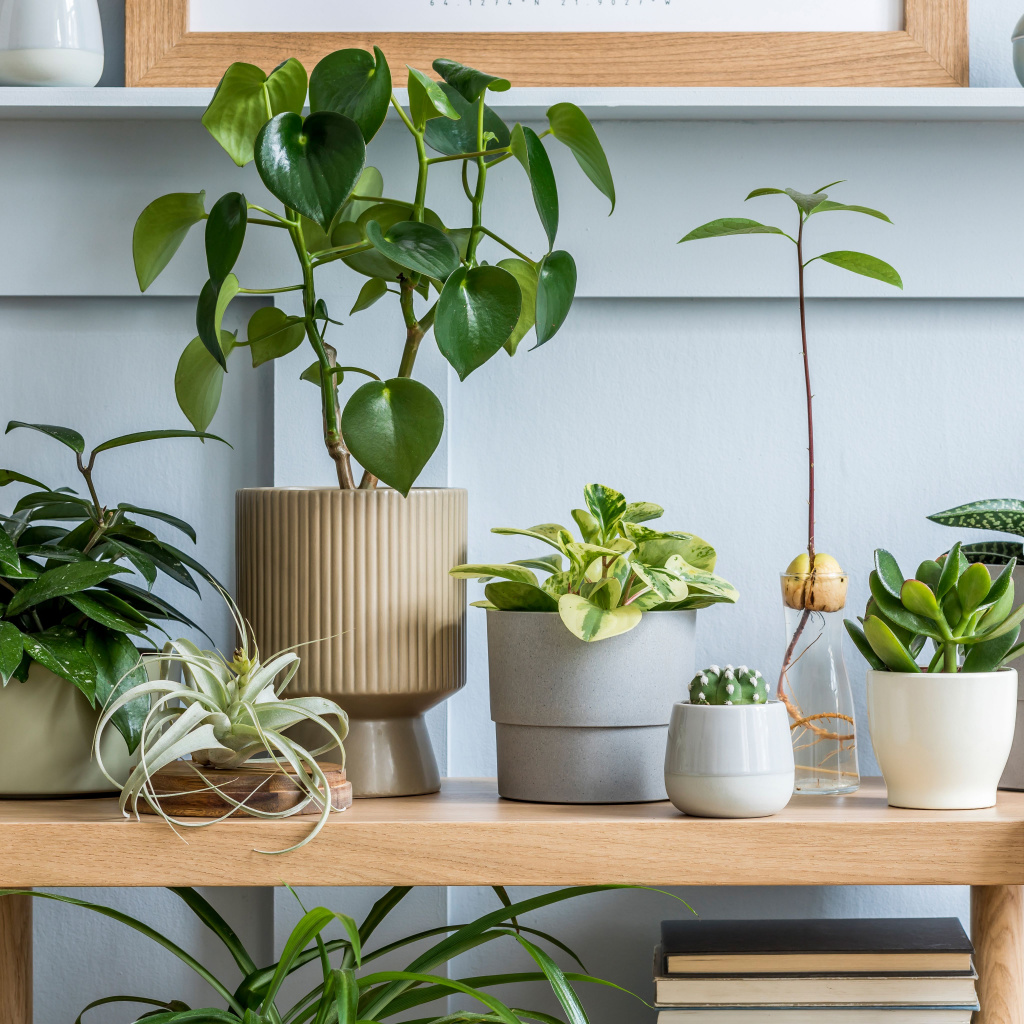 What Are the Best Plants for an Apartment